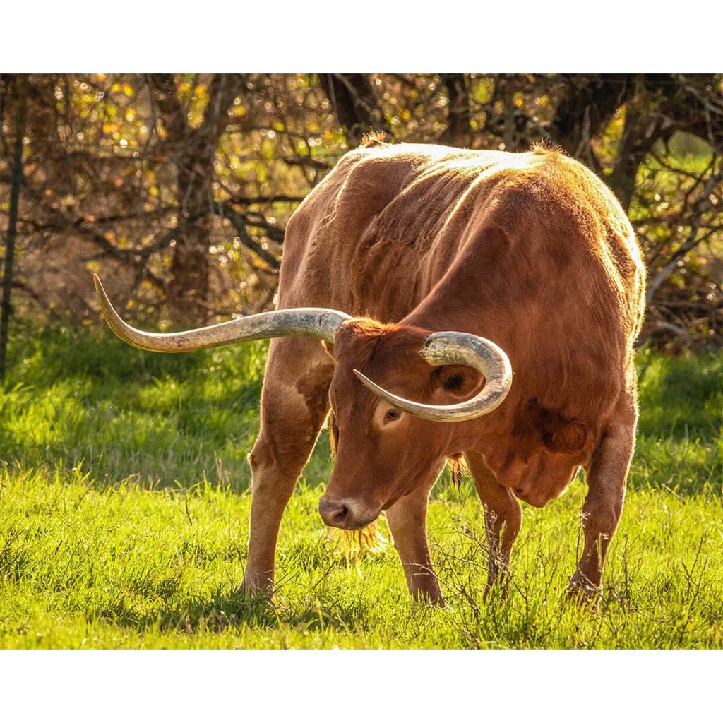 Breyer Traditional Texas Longhorn Bull - Aitken's Saddlery
