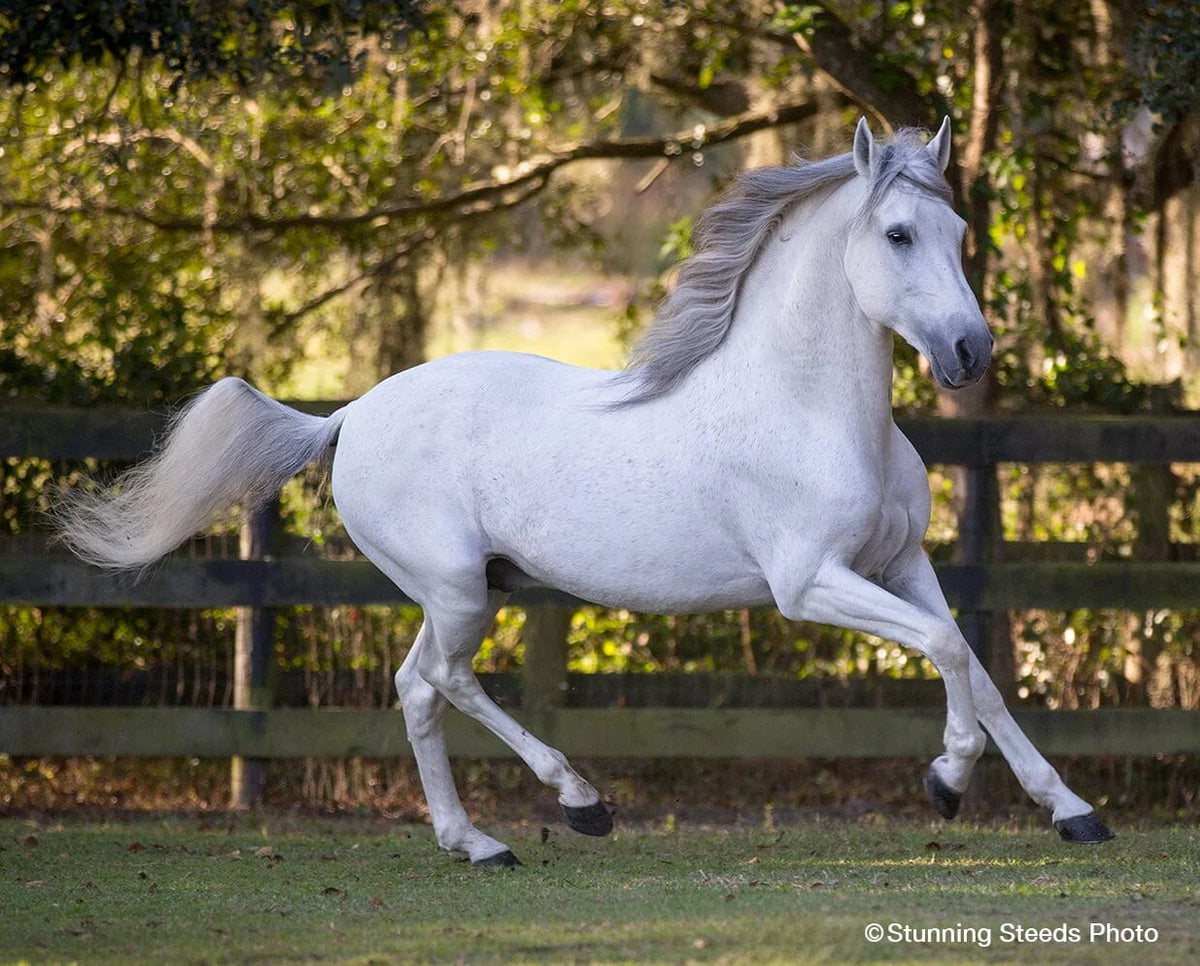Breyer Traditional Caprechio del Richuelo Paso Fino