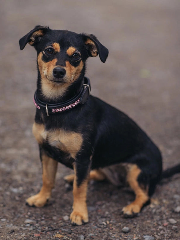 Equestrian Stockholm Dog Collar All in Pink