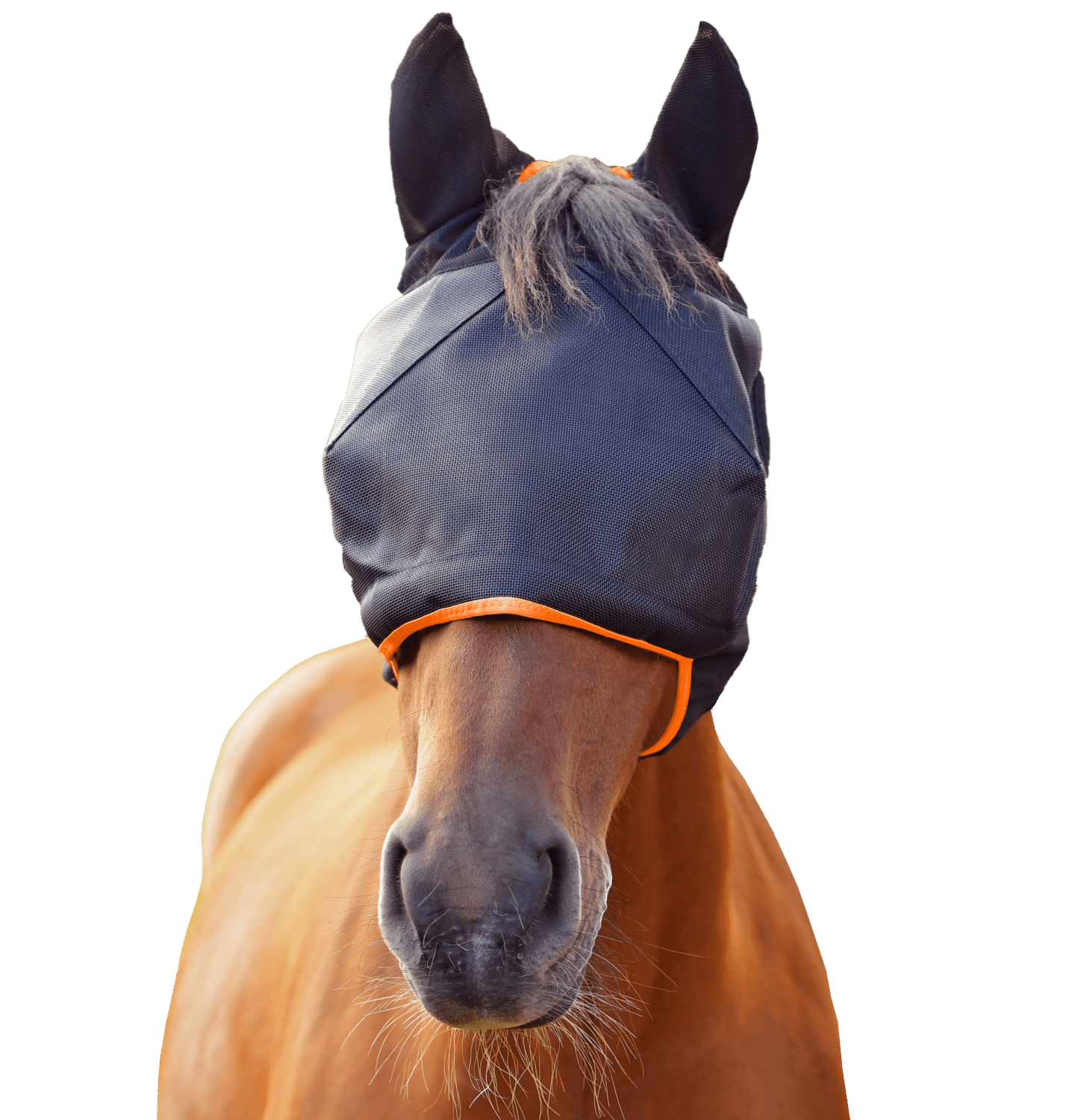 Equilibrium Fly Mask Midi with Ears Black - Aitken's Saddlery