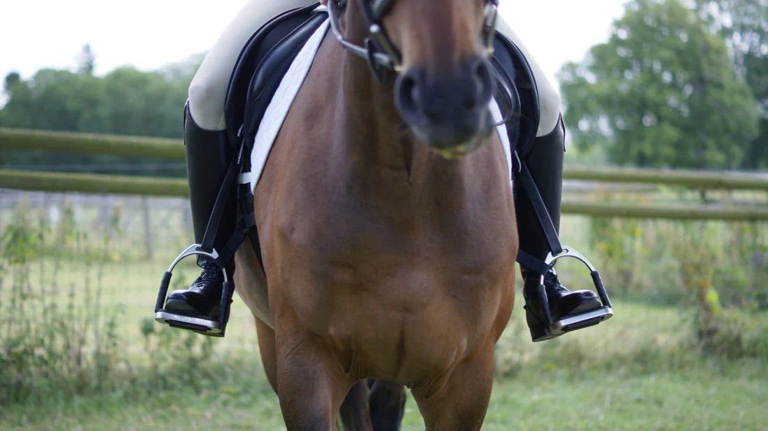 Equilibrium Symmetry Straps - Aitken's Saddlery