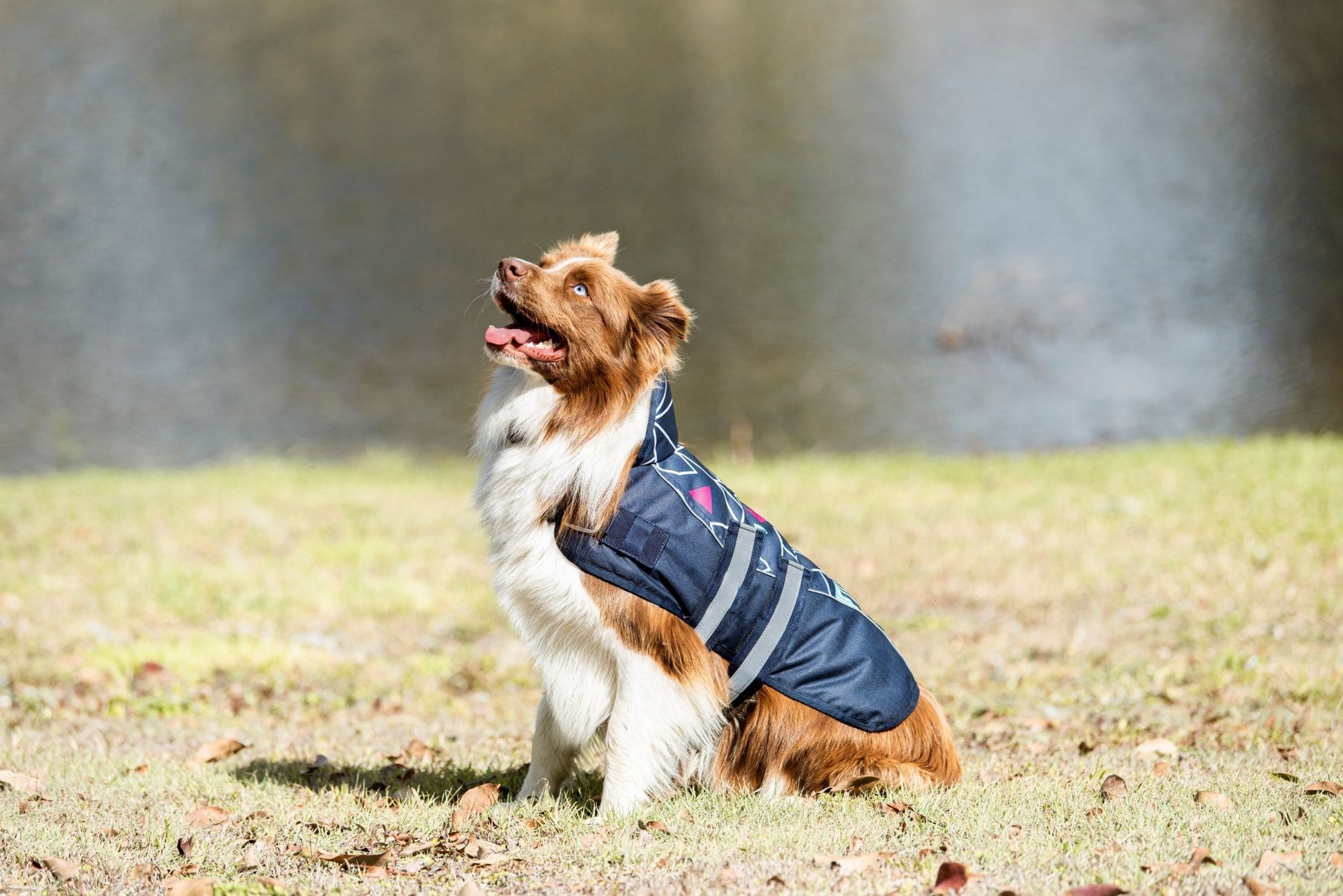 Eureka 1200D Viking Dog Coat Grey Blue - Aitken's Saddlery