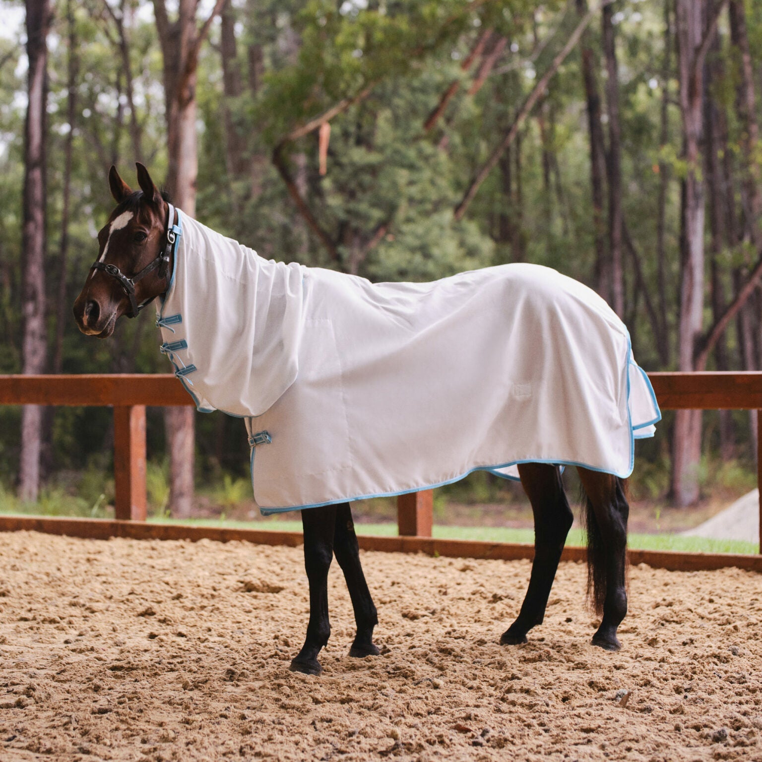 Eureka Flag Combo White with Blue Trim - Aitken's Saddlery