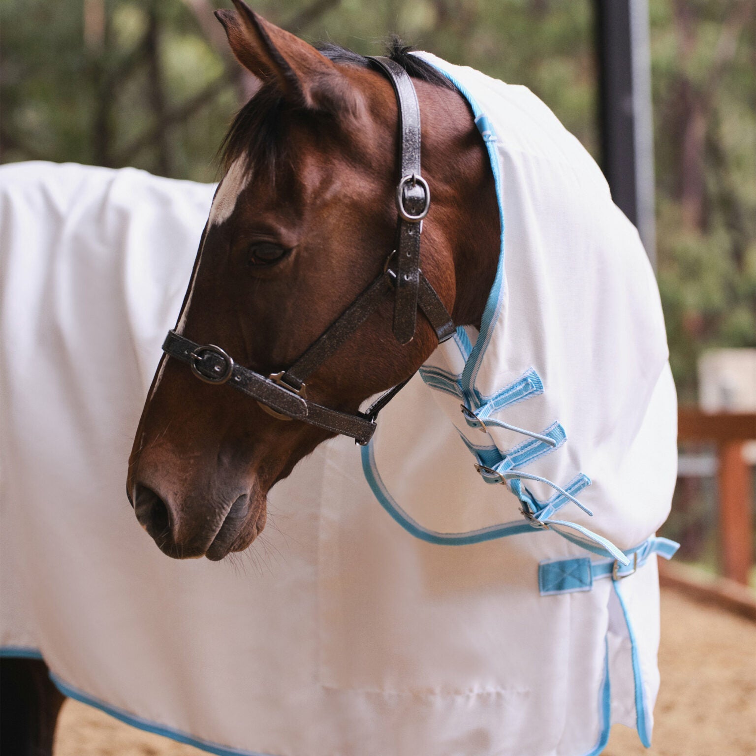 Eureka Flag Combo White with Blue Trim - Aitken's Saddlery