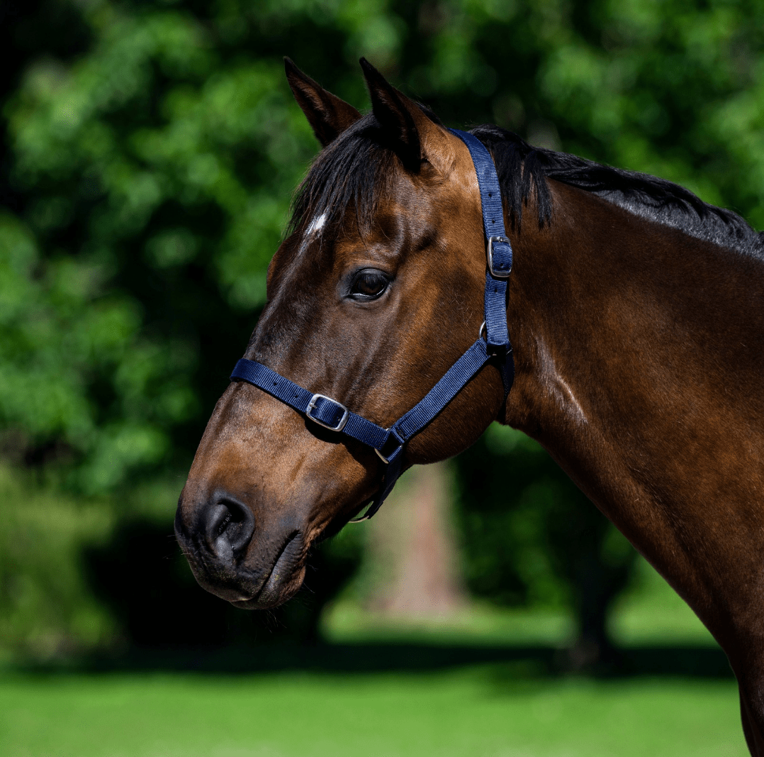 Eureka Nylon Buckle Headstall Navy Blue - Aitken's Saddlery