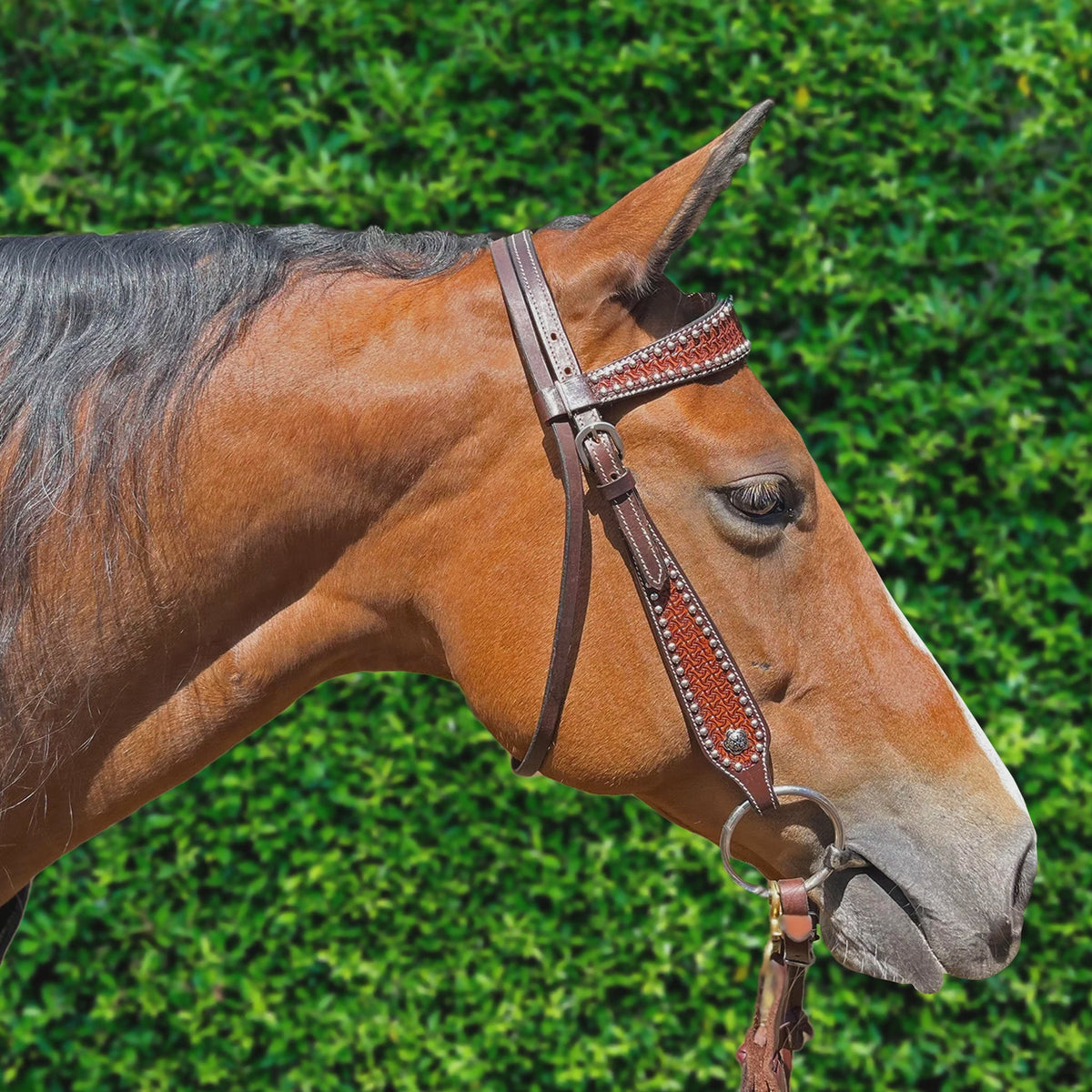 Ezy Ride Bridle Shaped Brow with Dots and Stamping Dark Brown - Aitken's Saddlery