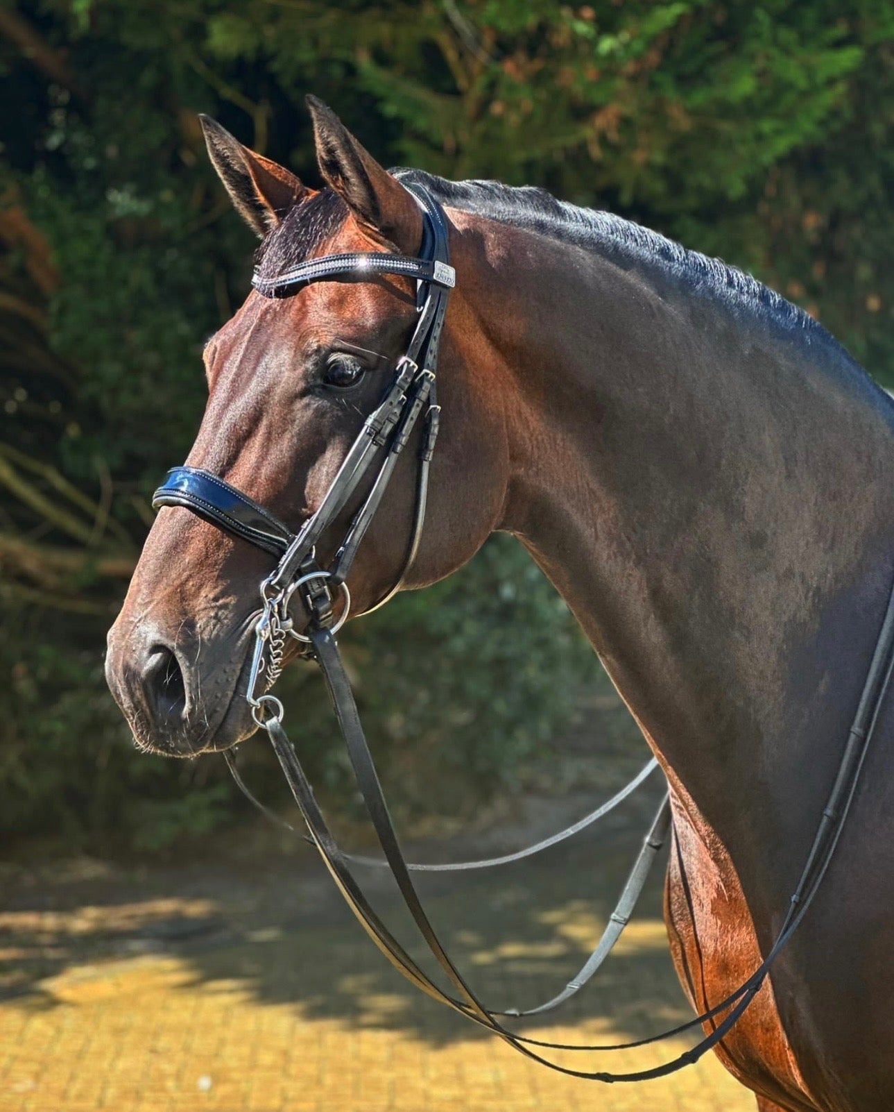 Fairfax World Class Double Bridle Black - Aitken's Saddlery