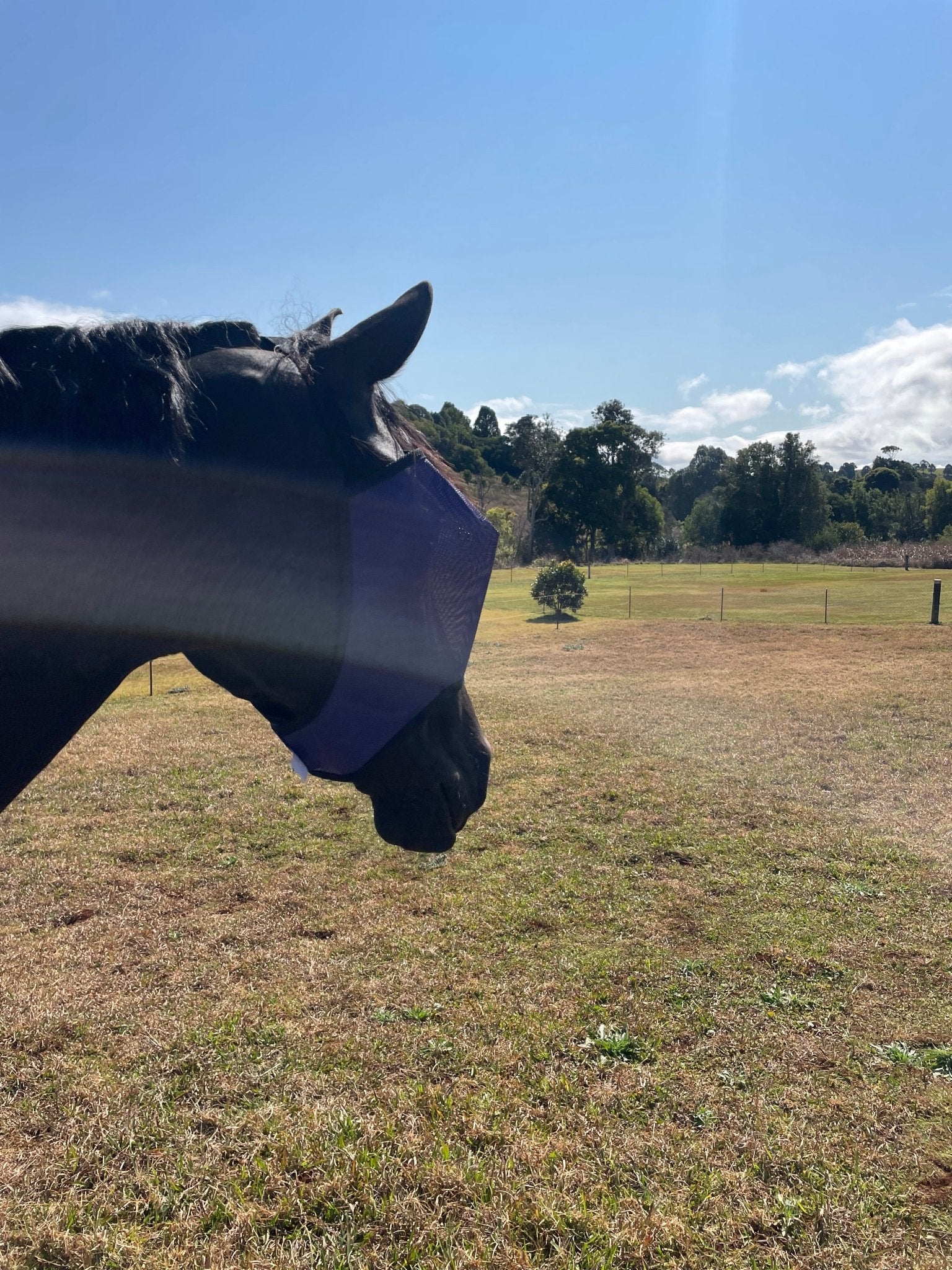 Flyveil by Design Economy Flyveil Dark Purple - Aitken's Saddlery