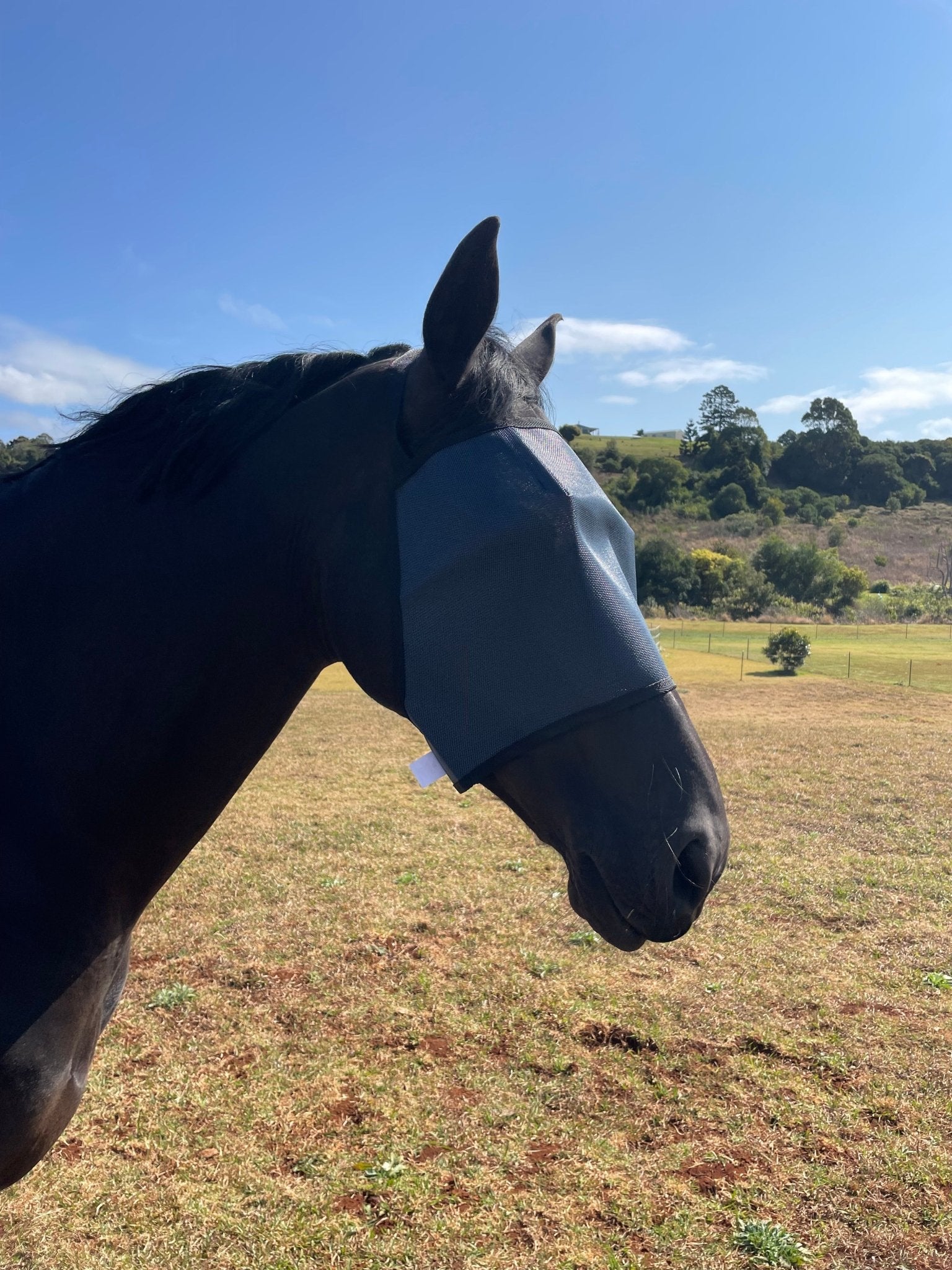 Flyveil by Design Economy Flyveil Navy - Aitken's Saddlery