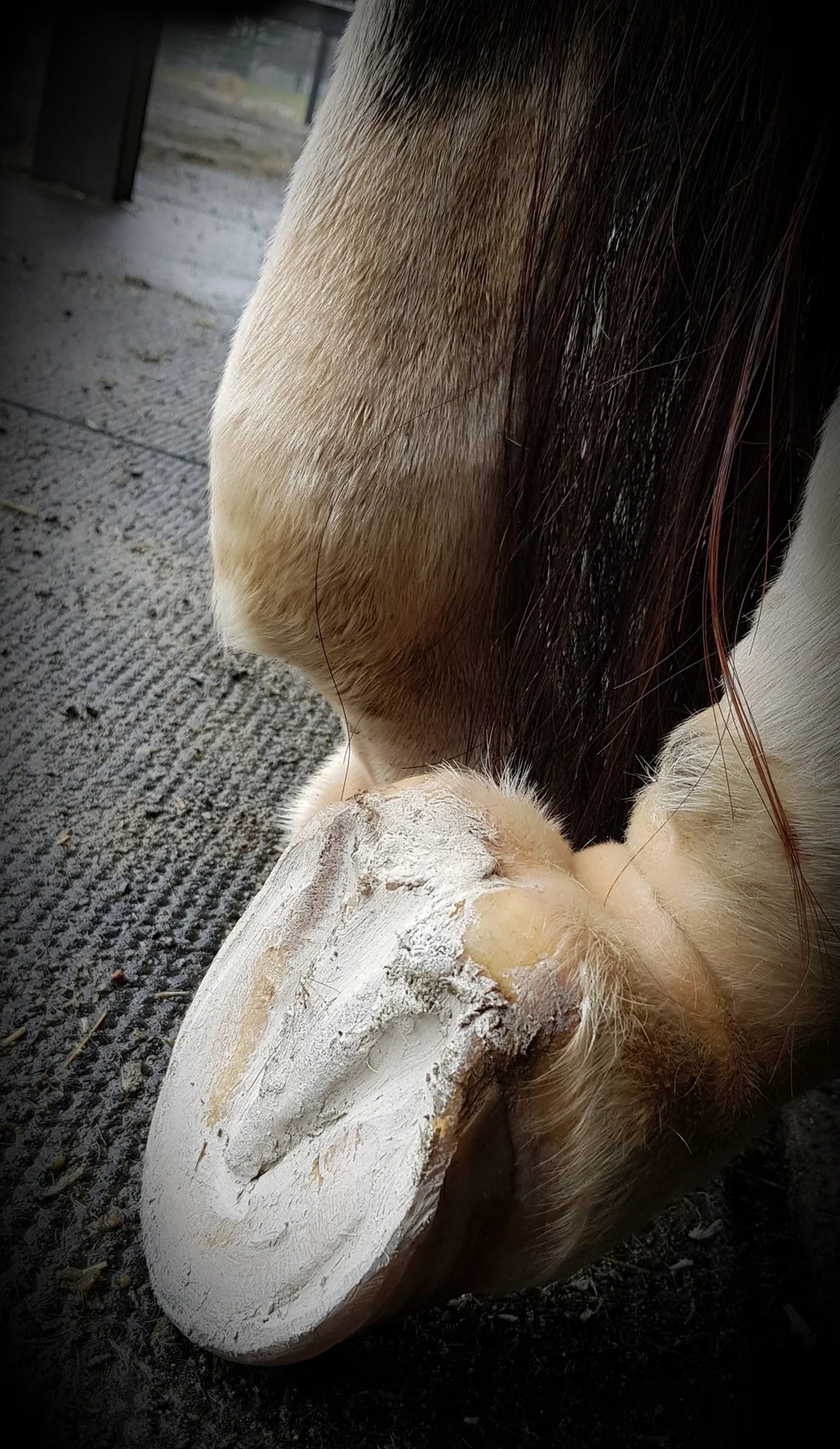 Hoof Pack - Hoof Clay for Thrush - Aitken's Saddlery