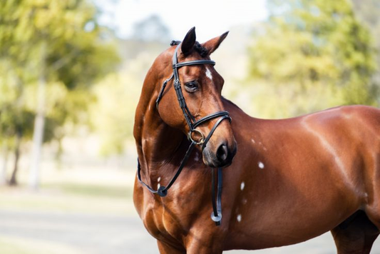 Cavalier Classic Bridle Black