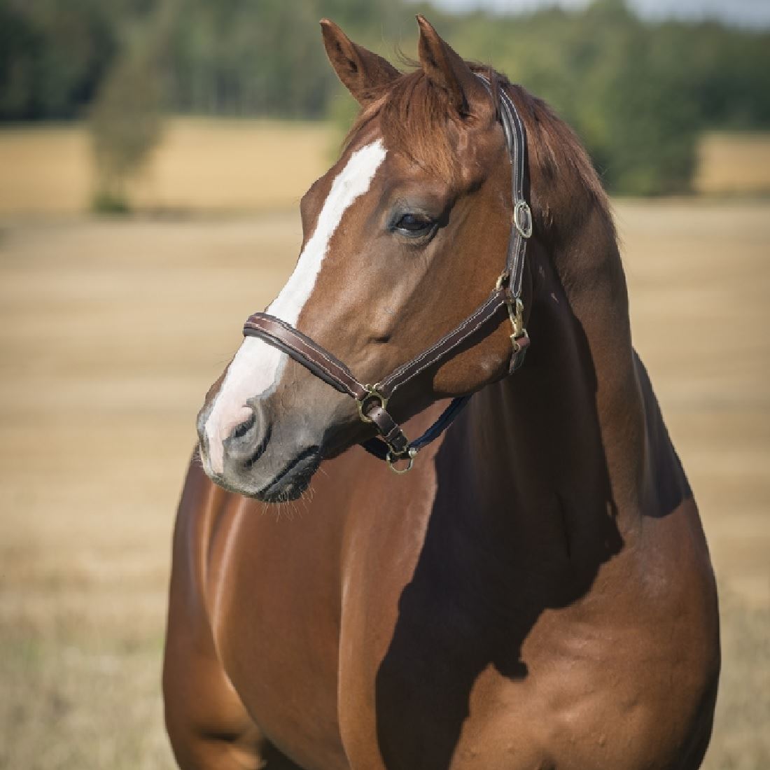 Horze Largo Leather Halter Brown