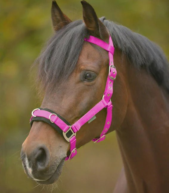 Lunge Cavesson Lightweight - Aitken's Saddlery