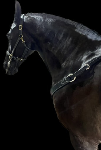 Porter Western Breastplate Black