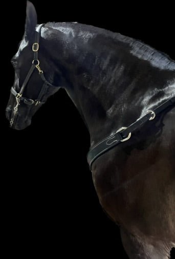 Porter Western Breastplate Black - Aitken's Saddlery