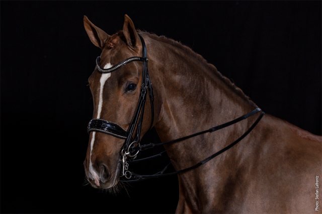 Schockemohle Milan Glam Double Black Patent & Silver Bridle - Aitken's Saddlery