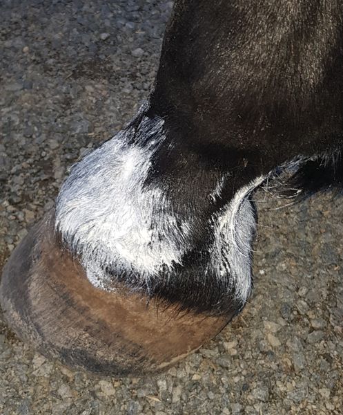 Zinc Putty - Smooth Skin & UV Filter - Aitken's Saddlery