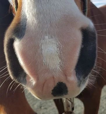 Zinc Putty - Smooth Skin & UV Filter - Aitken's Saddlery