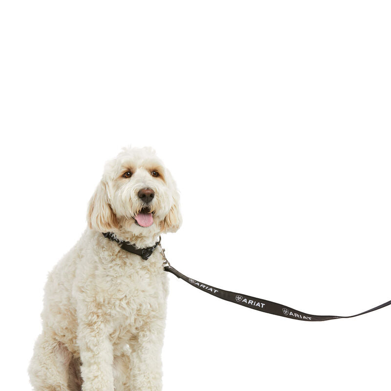 Dog with Ariat Collar and Lead