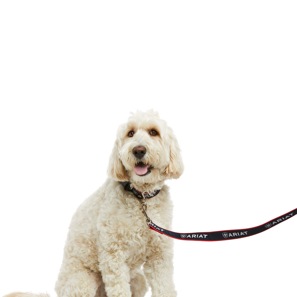 Dog with Ariat collar and lead