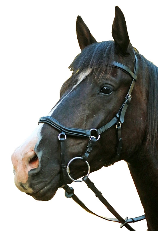 Eureka Competition Style Bridle