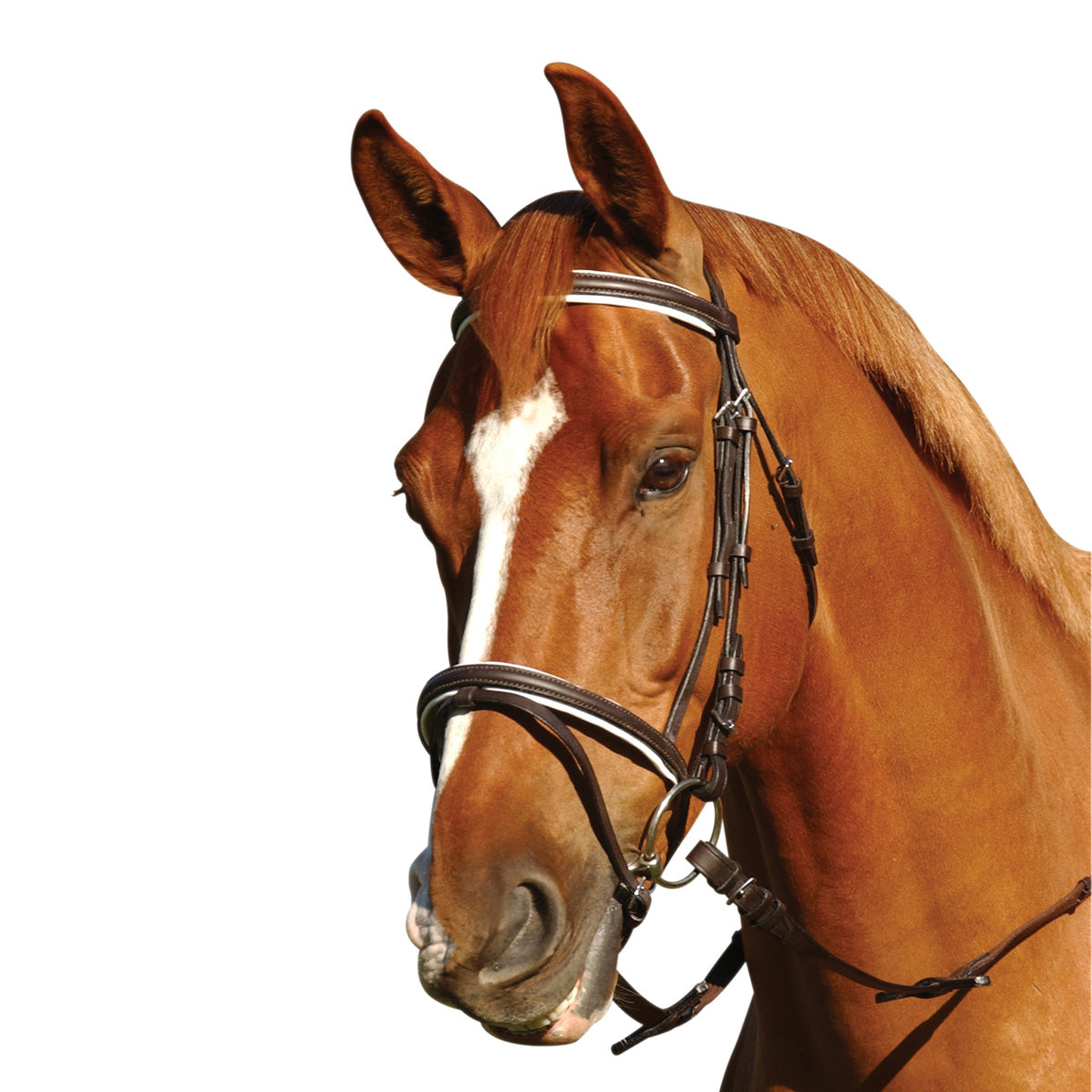 Eureka Hannovrian Bridle