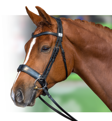 Fairfax Cavesson Bridle Raised Brow Band