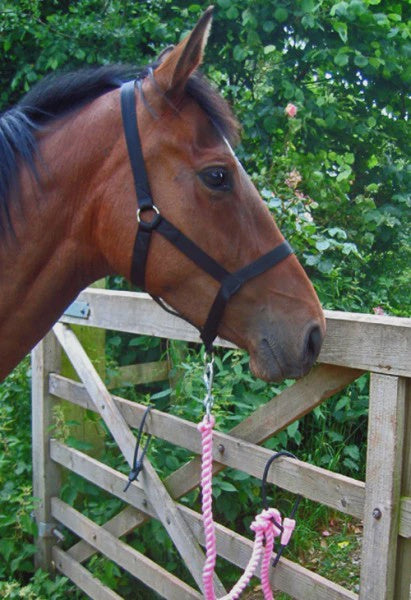 Equitie Safety Tie