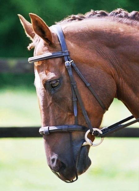 Equilibrium Net Relief Muzzle Net Black - Aitken's Saddlery