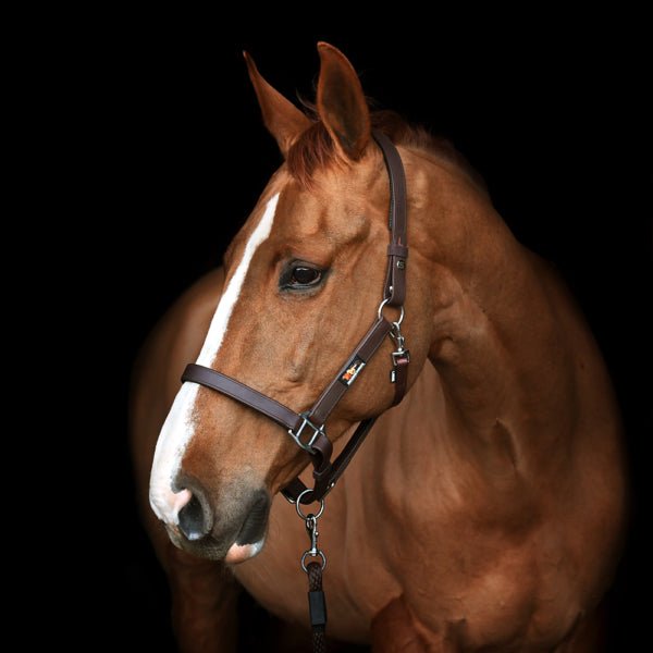 Equilibrium Stellar Headcollar Old Style - Aitken's Saddlery