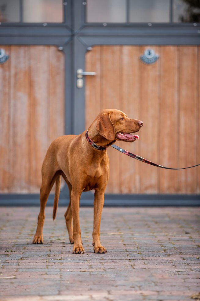 Horze Polo Dog Leash Marsala Red & Rum Raisin Brown - Aitken's Saddlery