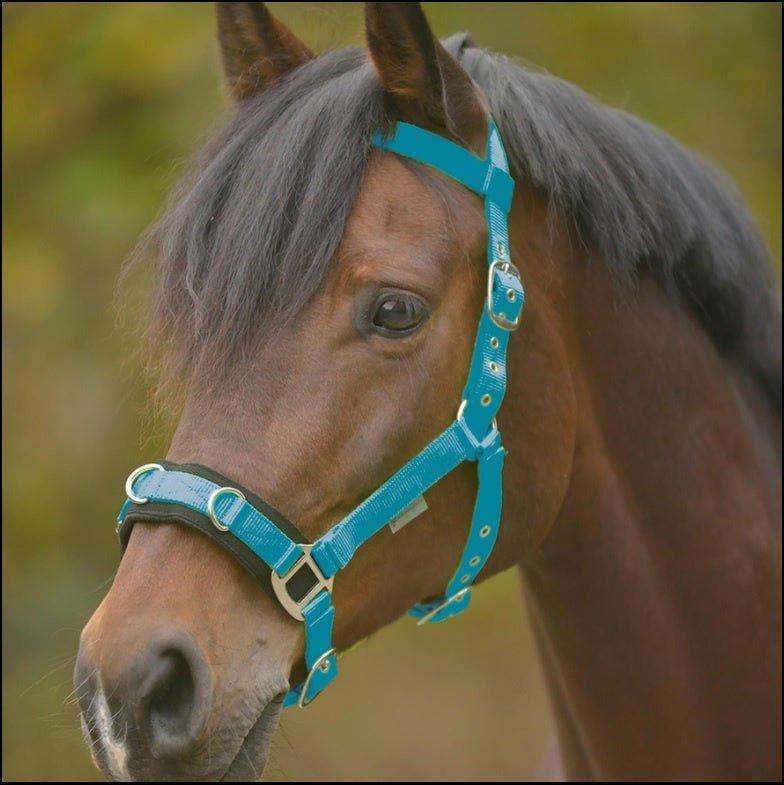 Lunge Cavesson Lightweight - Aitken's Saddlery