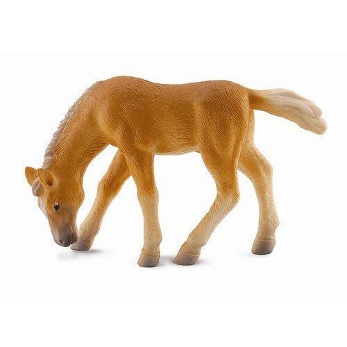 toy haflinger brown foal grazing
