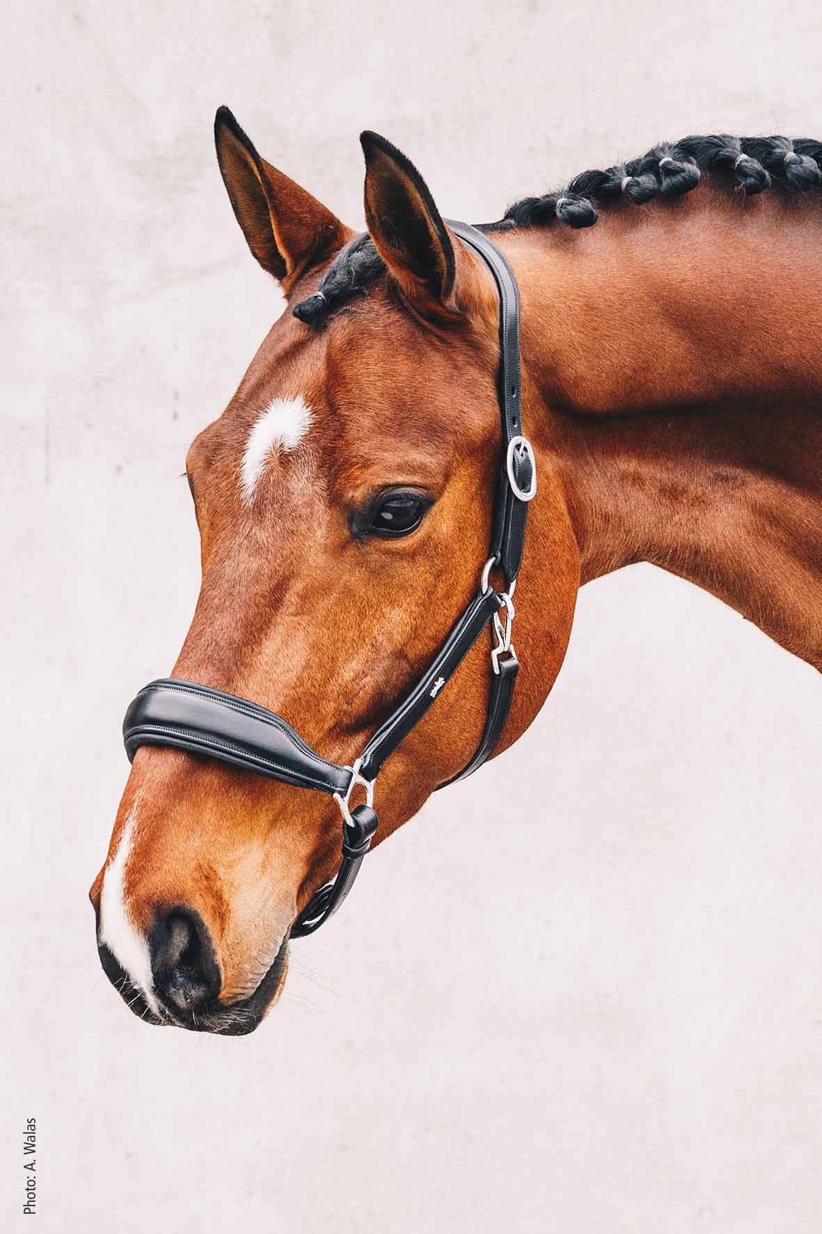 Schockemohle Fremont Brown Leather Halter - Aitken's Saddlery